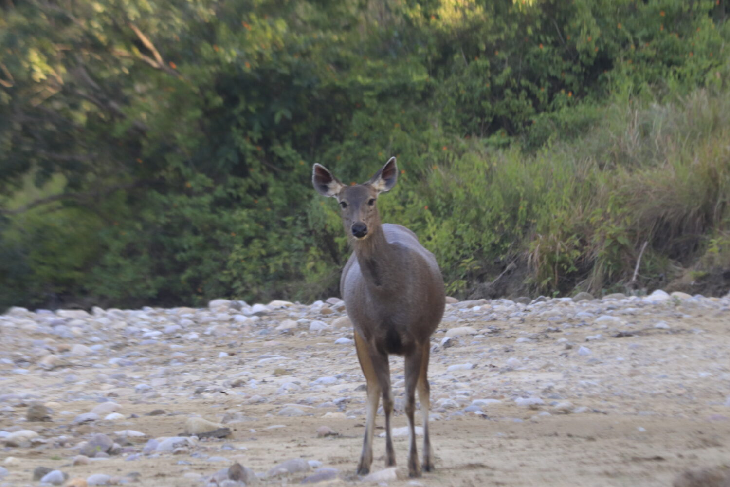 Corbett national park tour