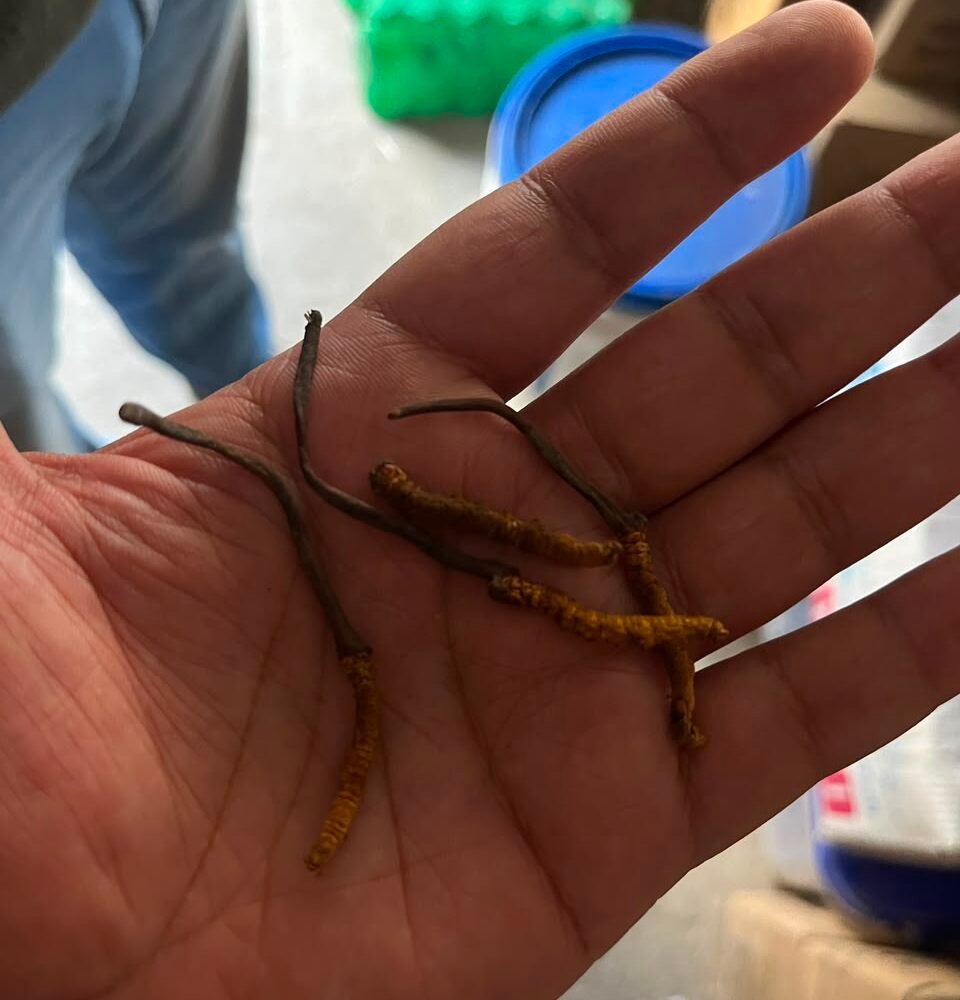 yarsa gumbo ( keeda jadi) kida jadi found in niti valley
